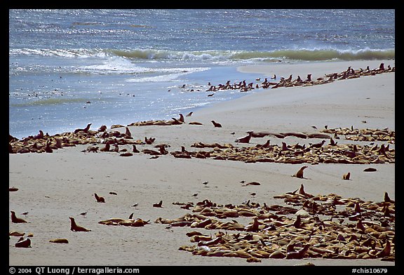 Beach with a large number of sea lions and seals, Point Bennett, San Miguel Island. Channel Islands National Park (color)