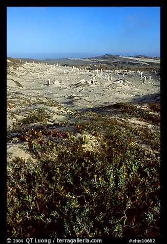 Flowers and caliche stumps, early morning, San Miguel Island. Channel Islands National Park (color)