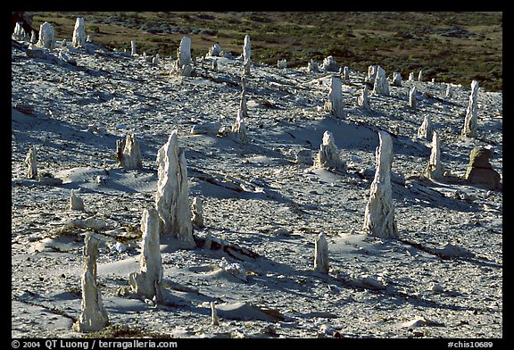 Caliche forest of petrified sand castings, San Miguel Island. Channel Islands National Park (color)