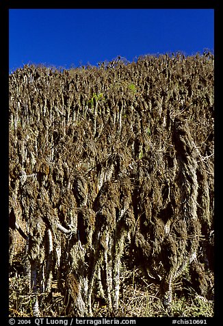 Hillside with giant coreopsis stumps, San Miguel Island. Channel Islands National Park (color)