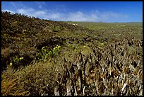 Giant Coreopsis stumps , San Miguel Island. Channel Islands National Park ( color)
