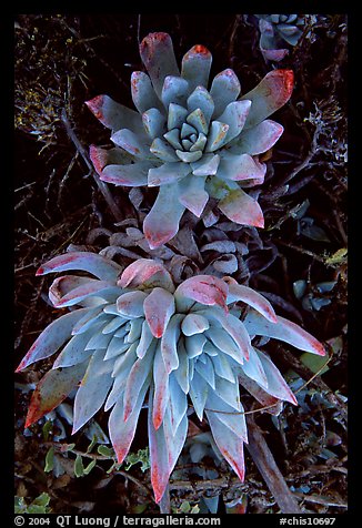 Live forever (Dudleya) plants, San Miguel Island. Channel Islands National Park (color)