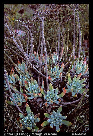 Sand Lettuce (Dudleya caespitosa) plants, San Miguel Island. Channel Islands National Park (color)