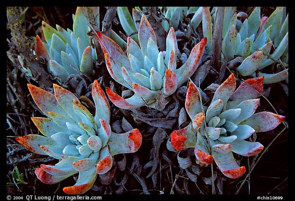 Sand Lettuce stonecrop plant, San Miguel Island. Channel Islands National Park, California, USA.
