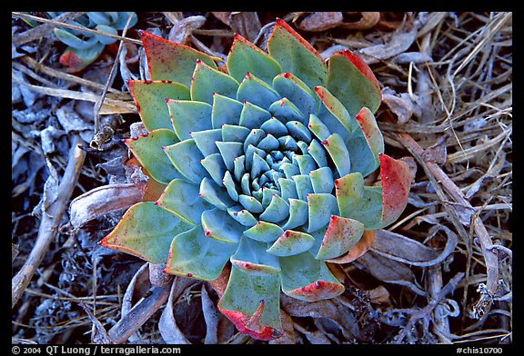 Dudleya succulent, San Miguel Island. Channel Islands National Park (color)