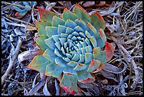 Dudleya succulent, San Miguel Island. Channel Islands National Park, California, USA. (color)