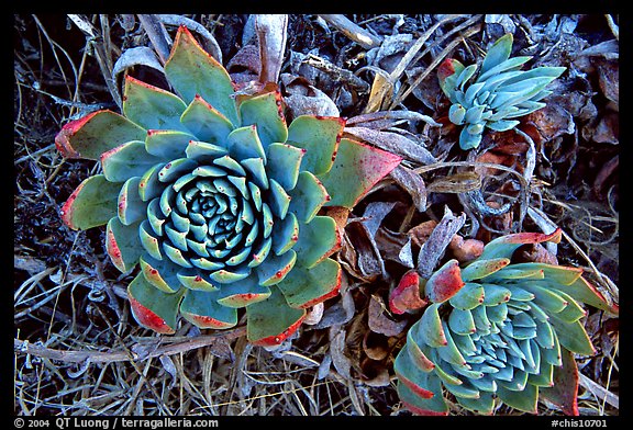 Stonecrop plants (Dudleya), San Miguel Island. Channel Islands National Park (color)