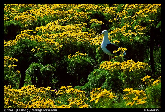 Western Seagull and Giant coreopsis in bloom, East Anacapa Island. Channel Islands National Park, California, USA.