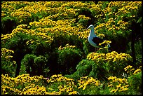 Western Seagull and Giant coreopsis in bloom, East Anacapa Island. Channel Islands National Park, California, USA.