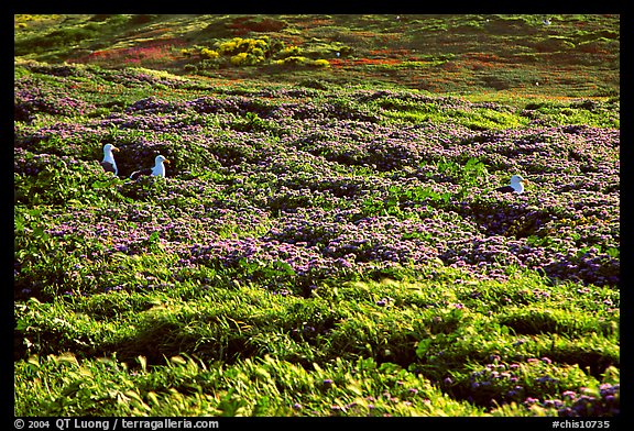Seagulls and spring wildflowers, East Anacapa Island. Channel Islands National Park (color)