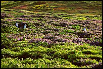 Seagulls and spring wildflowers, East Anacapa Island. Channel Islands National Park, California, USA.