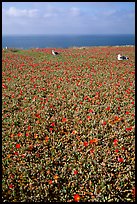 Iceplant flowers and seagulls, East Anacapa Island. Channel Islands National Park, California, USA. (color)