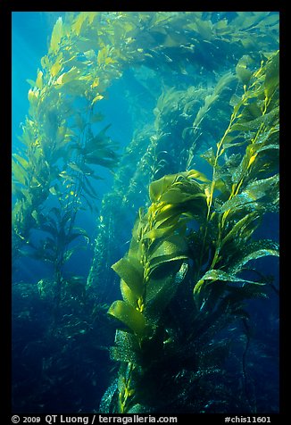 Underwater view of kelp canopy. Channel Islands National Park (color)