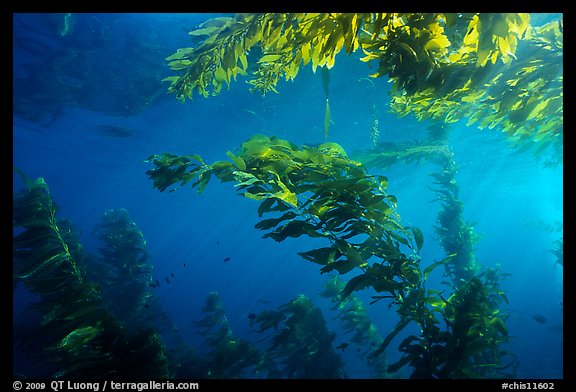 Kelp plants under ocean surface, Annacapa Marine reserve. Channel Islands National Park (color)