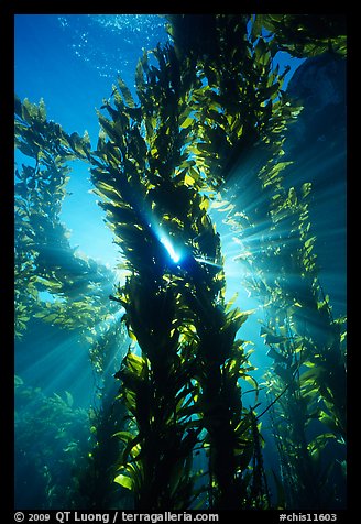 Kelp bed with sunrays,  Annacapa Marine reserve. Channel Islands National Park (color)