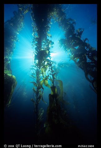 Giant Kelp and sunbeams underwater, Annacapa Marine reserve. Channel Islands National Park (color)