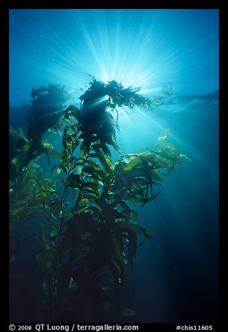 Underwater view of kelp plants with sun rays, Annacapa. Channel Islands National Park (color)
