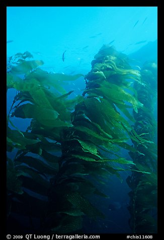 Macrocystis pyrifera (Giant Kelp), Annacapa  Marine reserve. Channel Islands National Park (color)