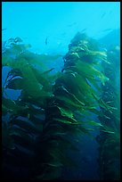 Macrocystis pyrifera (Giant Kelp), Annacapa  Marine reserve. Channel Islands National Park, California, USA. (color)