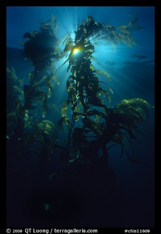 Underwater view of kelp fronds with sun beams. Channel Islands National Park (color)