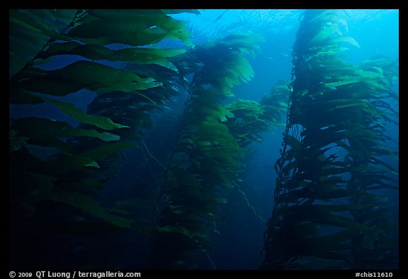 Kelp forest, Channel Islands National Marine Sanctuary. Channel Islands National Park (color)