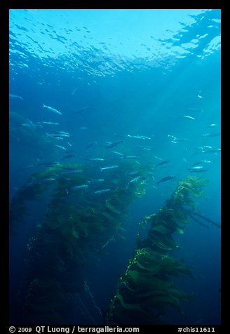 Fish and kelp, Channel Islands National Marine Sanctuary. Channel Islands National Park, California, USA.