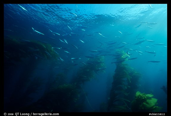Jack mackerel school of fish in kelp forest. Channel Islands National Park, California, USA.