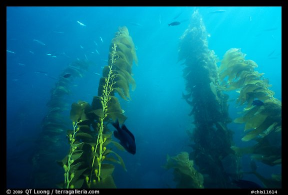 Kelp plants with pneumatocysts (air bladders). Channel Islands National Park (color)