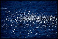 Flock of western seagulls. Channel Islands National Park, California, USA. (color)