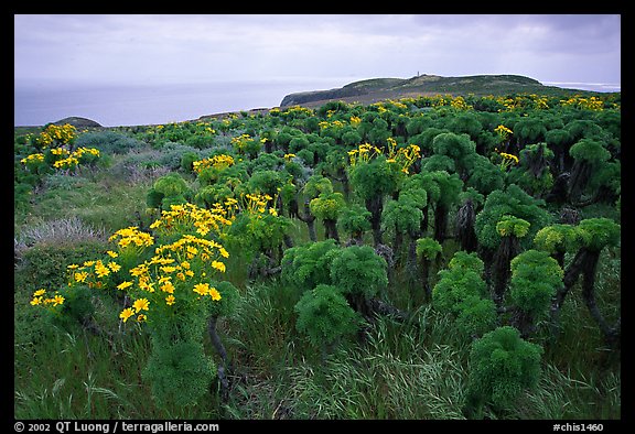 Giant Coreopsis and East Anacapa. Channel Islands National Park (color)