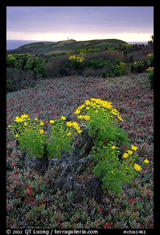 Giant Coreopsis and ice plant. Channel Islands National Park (color)