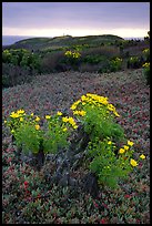 Giant Coreopsis and ice plant. Channel Islands National Park, California, USA.
