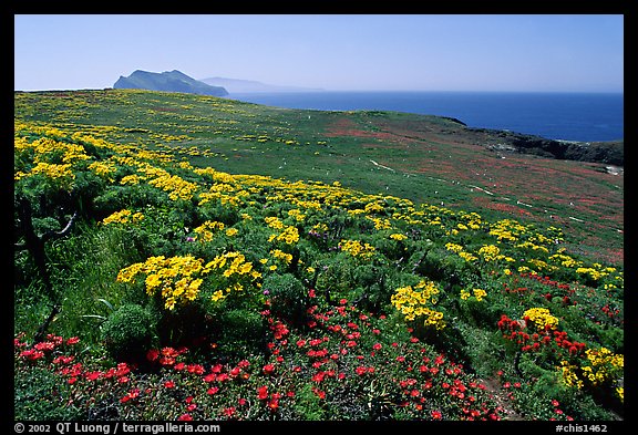 Giant Coreopsis, wildflowers, and Anacapa islands. Channel Islands National Park (color)