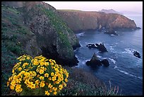 Coreopsis and Cathedral Cove, Anacapa. Channel Islands National Park, California, USA. (color)
