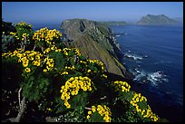 Coreopsis and island chain from Inspiration Point, morning, Anacapa. Channel Islands National Park, California, USA. (color)