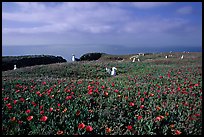 Ice plants and western seagulls, Anacapa. Channel Islands National Park, California, USA. (color)