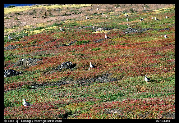 Ice plants and western seagulls, Anacapa. Channel Islands National Park (color)