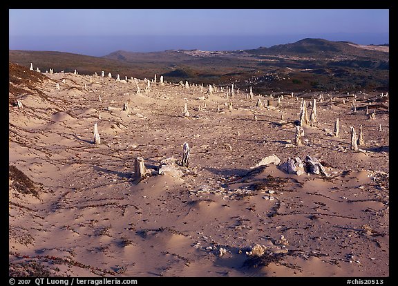 Caliche stumps, early morning, San Miguel Island. Channel Islands National Park (color)