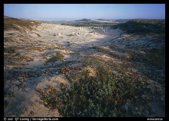 Flowers and caliche forest, early morning, San Miguel Island. Channel Islands National Park (color)
