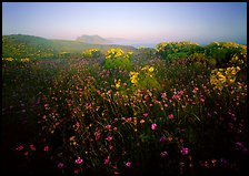Spring wildflowers and mist, early morning, Anacapa Island. Channel Islands National Park, California, USA. (color)