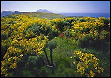 Coreopsis in bloom and Paintbrush in  spring, Anacapa Island. Channel Islands National Park, California, USA.