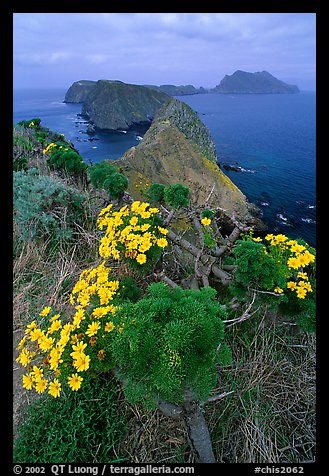 Coreopsis in bloom near Inspiration Point, morning, Anacapa. Channel Islands National Park (color)