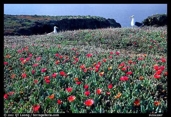 Western seagus and ice plants. Channel Islands National Park, California, USA.