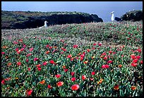Western seagus and ice plants. Channel Islands National Park, California, USA. (color)