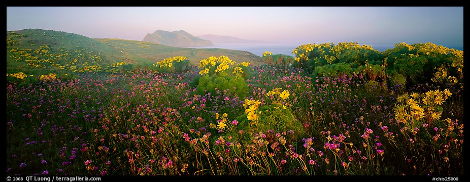 Wildflowers and early coastal mist, Anacapa Island. Channel Islands National Park (color)