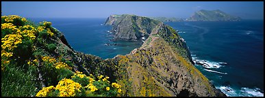 Coreopsis and chain of craggy islands, Anacapa Island. Channel Islands National Park, California, USA.
