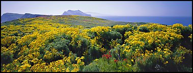 Field of Coreopsis in bloom, Anacapa Island. Channel Islands National Park (Panoramic color)