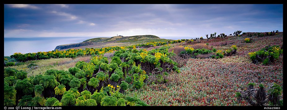 Carpet of iceplant and Coreopsis, Anacapa Island. Channel Islands National Park (color)