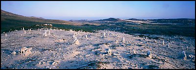 Bizarre ghost forest, San Miguel Island. Channel Islands National Park (Panoramic color)
