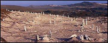 Rare caliche forest, San Miguel Island. Channel Islands National Park (Panoramic color)